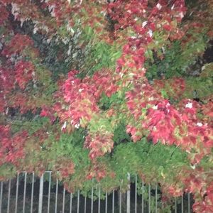 Meet your Posher, Svetlana